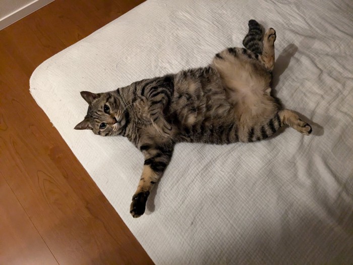 仰向けの猫