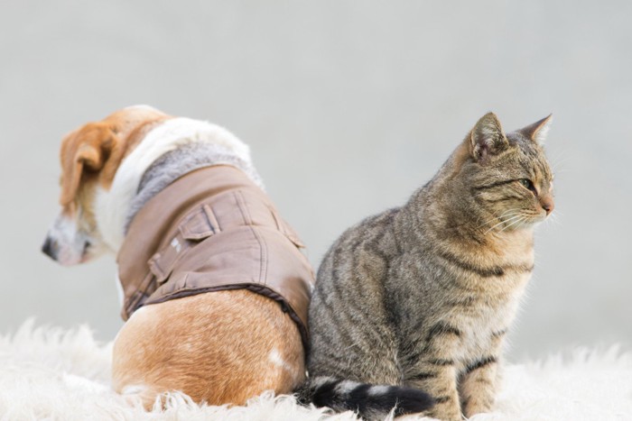 背中合わせの犬と猫
