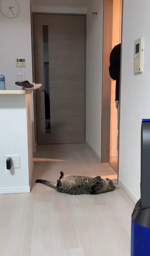 洗面所の前でひっくり返っている猫と見切れている飼い主の右腕