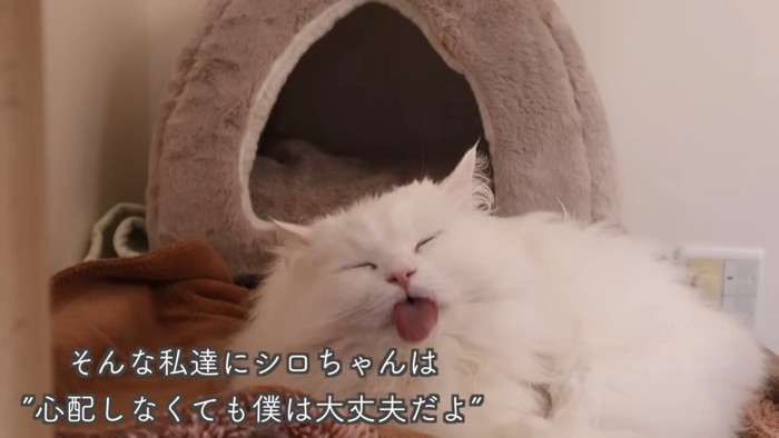 テロップ「そんな私達にシロちゃんは~」