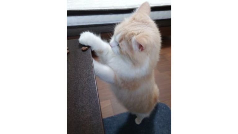 おやつを食べる猫