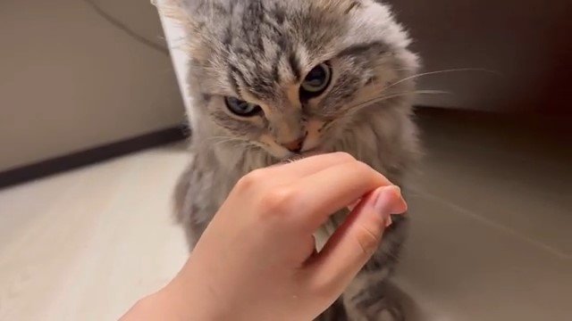 人の手のにおいをかぐ猫