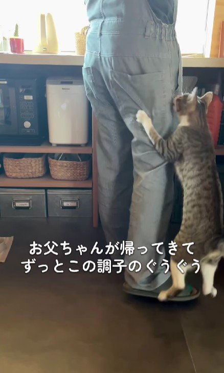 飼い主の脚にしがみつく猫