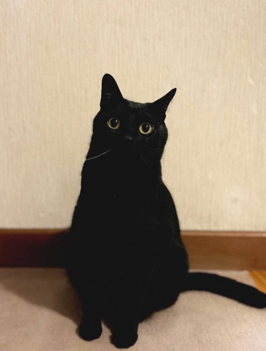 お座りするこねろくくん