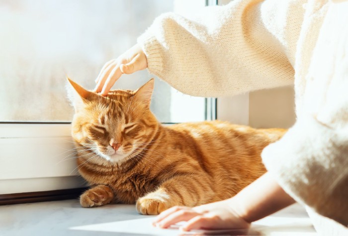 猫をなでる人