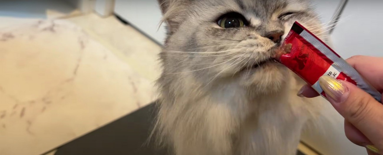 チュールを食べる猫