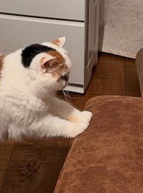 茶色いイスに前足を乗せる猫