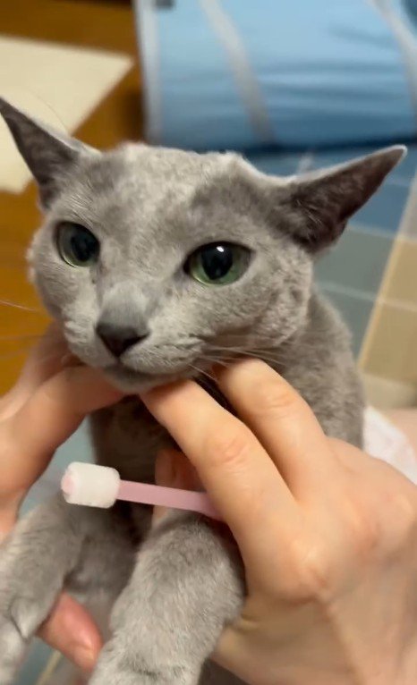 歯磨きをしている猫