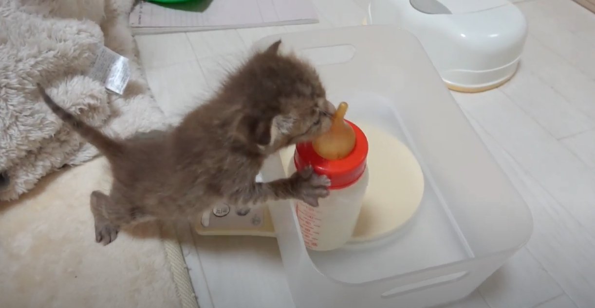 ボトルにしがみつく子猫