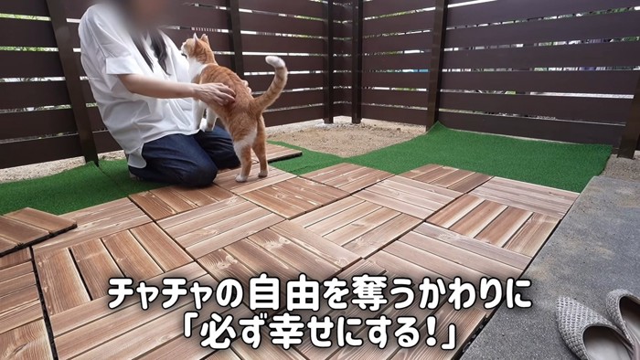 人と向かい合う猫