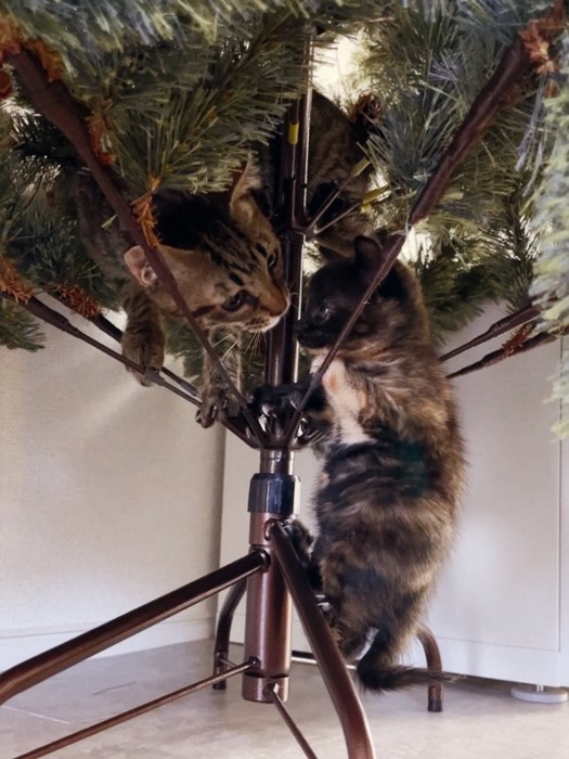 クリスマスツリーに登る猫