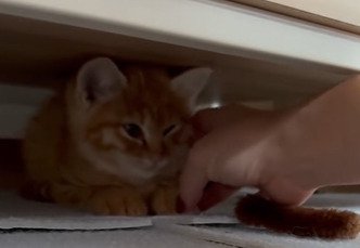 ほっぺを撫でられる子猫