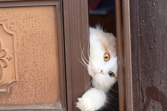 棚から出てきた猫