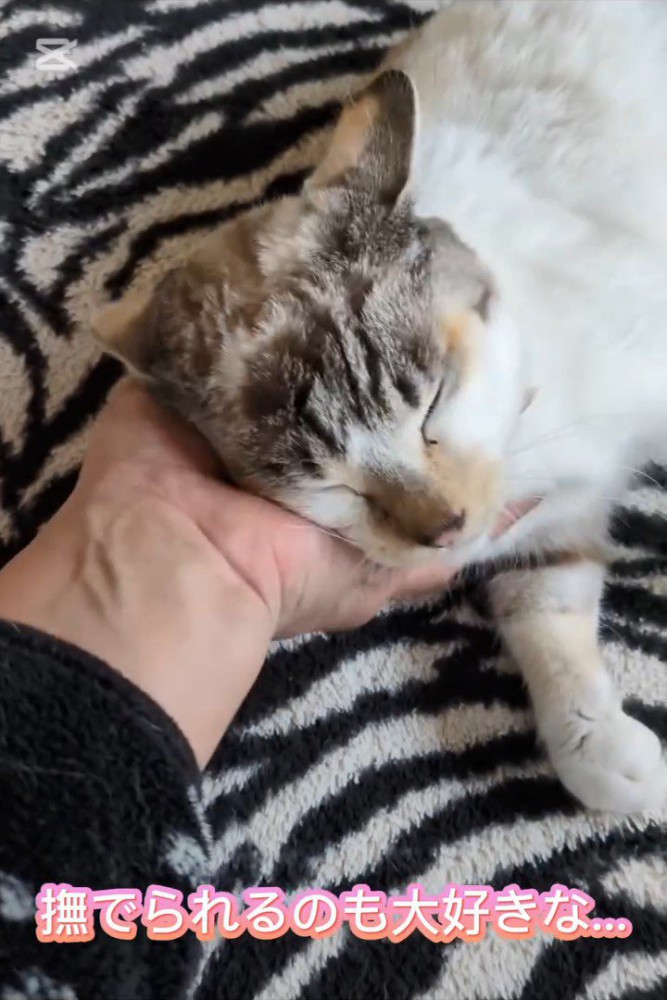 なでられて目を閉じる猫