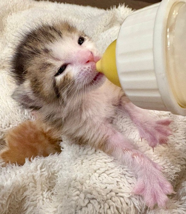 ミルクを飲む猫