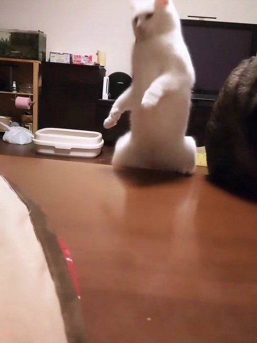 テーブルから落ちる猫