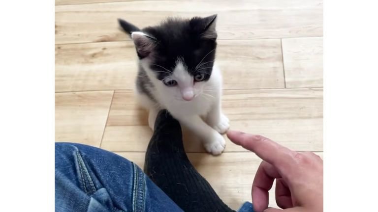 走り回る子猫