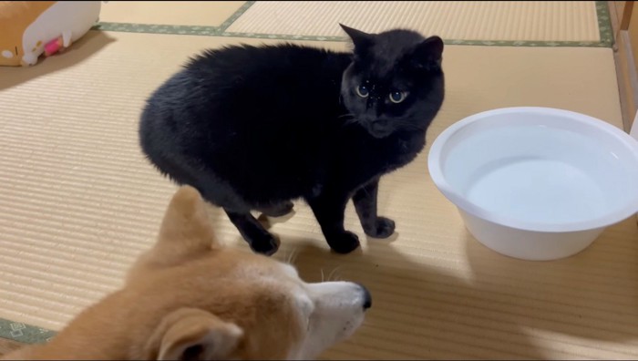 柴犬を見つめる猫