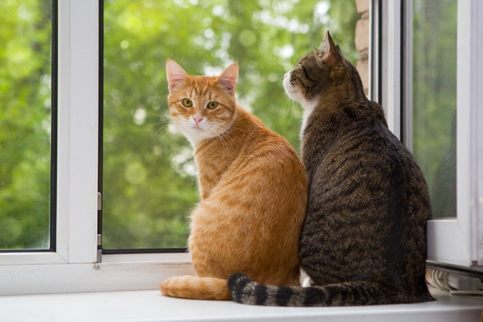 窓を見ている2匹の猫
