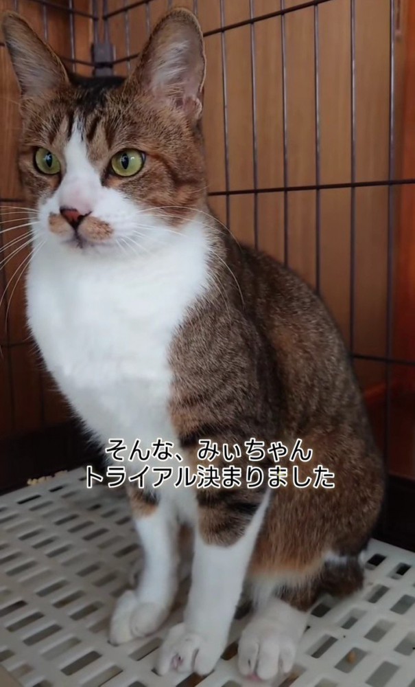 座って前を向く猫