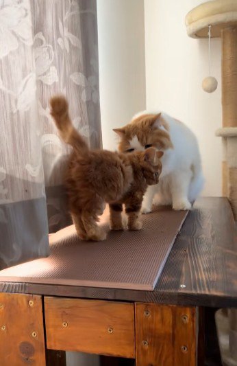 子猫の匂いを嗅いでいる猫