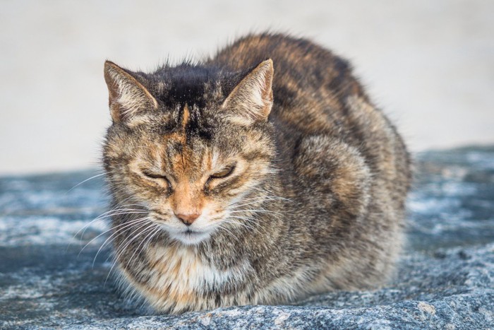 具合の悪そうな猫