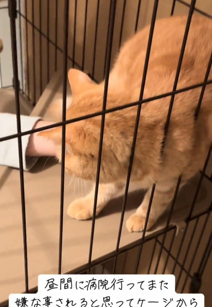 持ち上げられそうになる猫