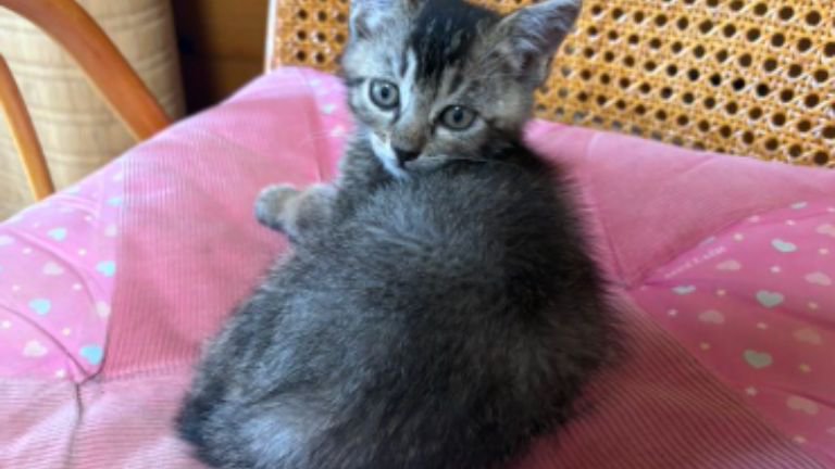 椅子に座っている子猫