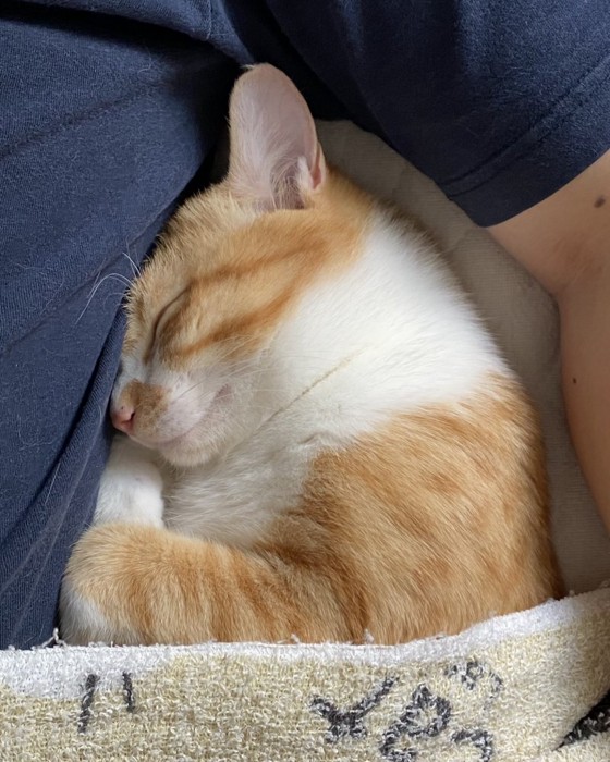 飼い主さんに添い寝する猫