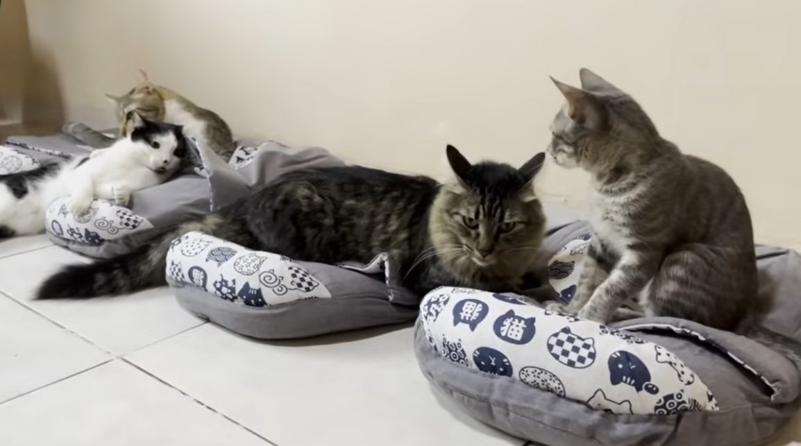 先住猫と一緒にクッションでくつろぐキジトラ猫