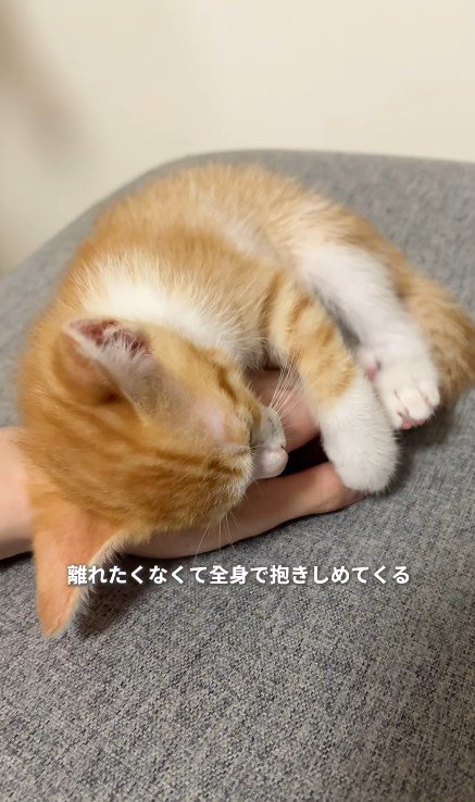 手の上で眠る子猫
