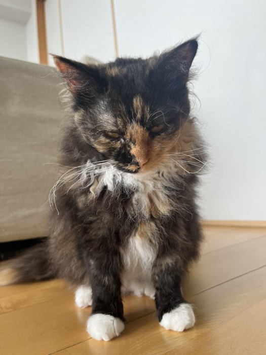 スネぎみのエカちゃん