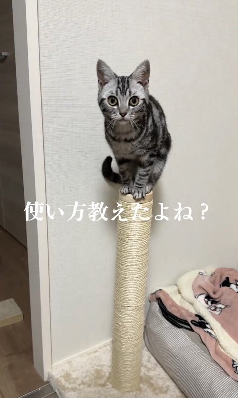 爪研ぎポールの上に乗っている猫