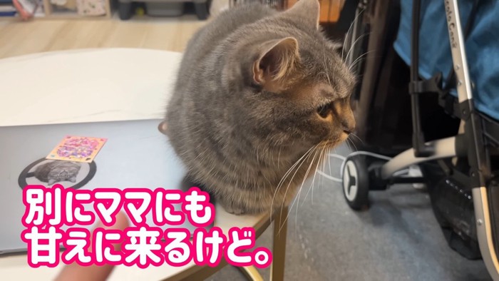 ママにも甘えに来るけど