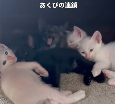 真ん中の黒系猫があくびをする