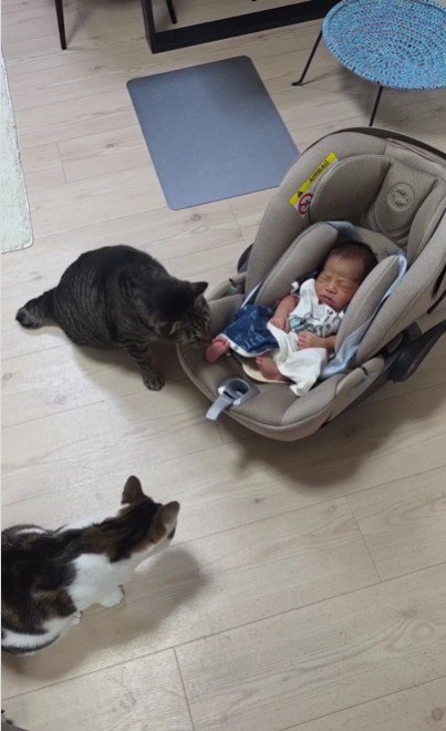 赤ちゃんと2匹の猫