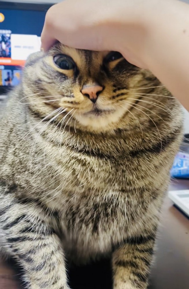 ポテトを狙って飼い主に頭を抑えられる猫