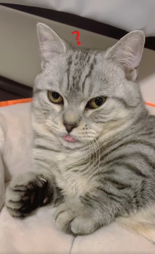 舌を出している猫のアップ