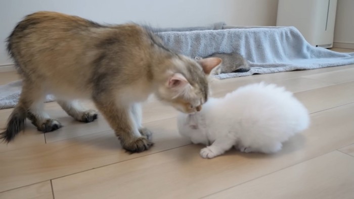 成猫と子猫