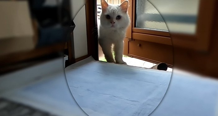 室内に足を踏み入れる猫