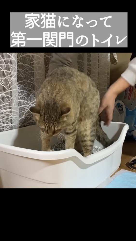 トイレに入れられる猫