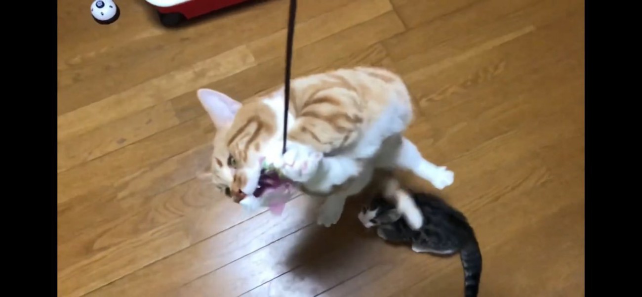 猫じゃらしに飛びつく猫ちゃん達