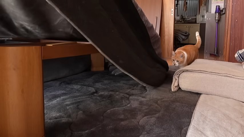 こたつに近づく猫