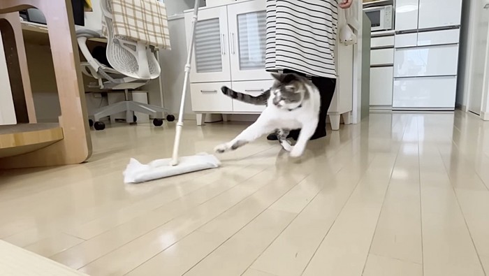 クイックルワイパーに飛び掛かる猫