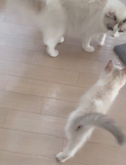 お姉さん猫に駆け寄る子猫