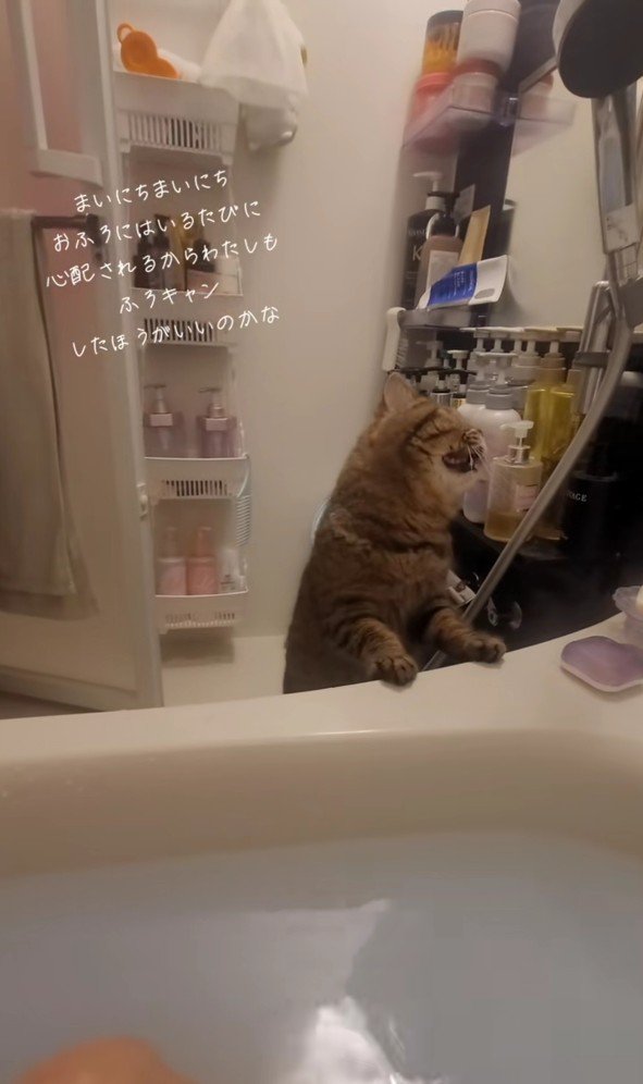 湯船に足をかける猫