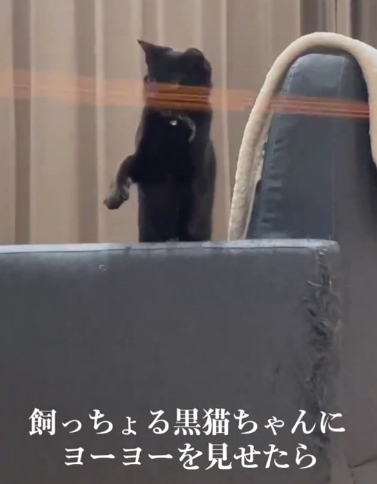立ち上がる黒猫