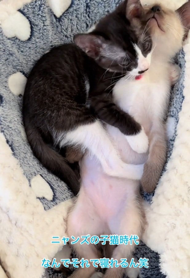 毛づくろいを始めるヒジキちゃん