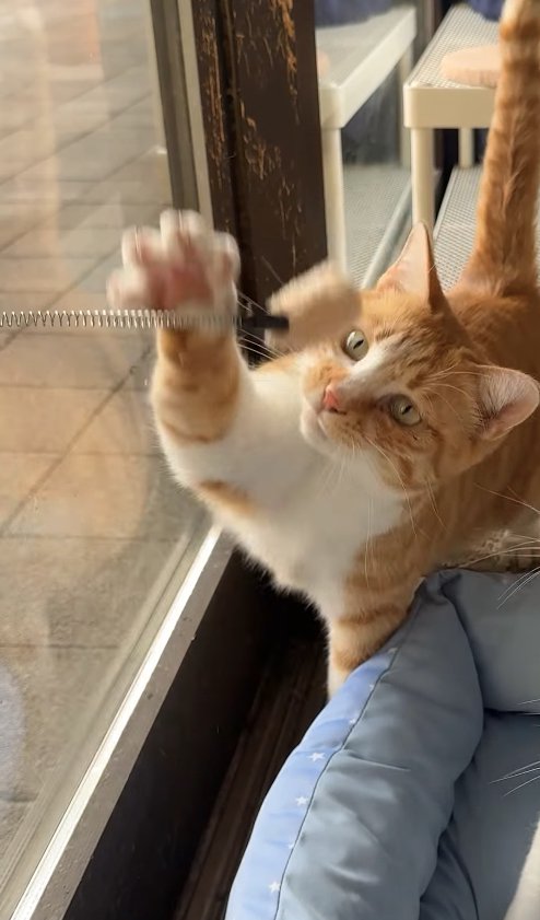 猫じゃらしで遊ぶ猫