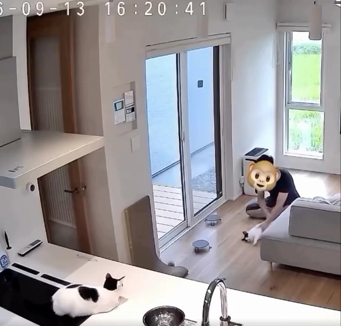 猫と戯れる男性